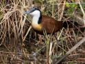 African Jacana.jpg